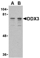 Antibody product image